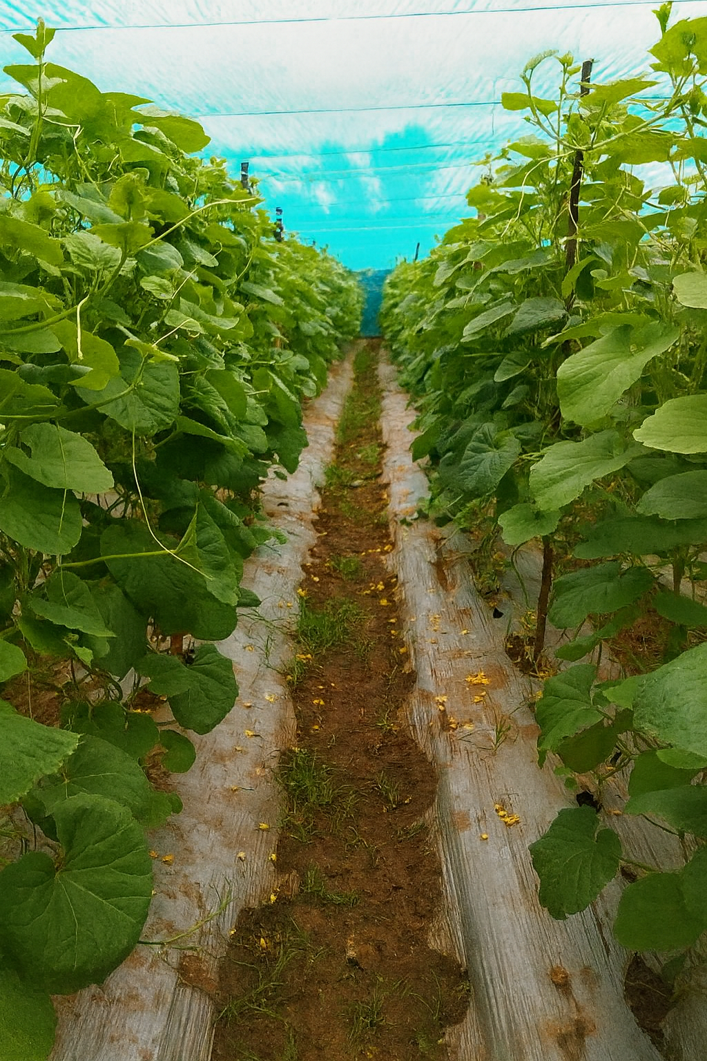 ISIRI Seeds Production