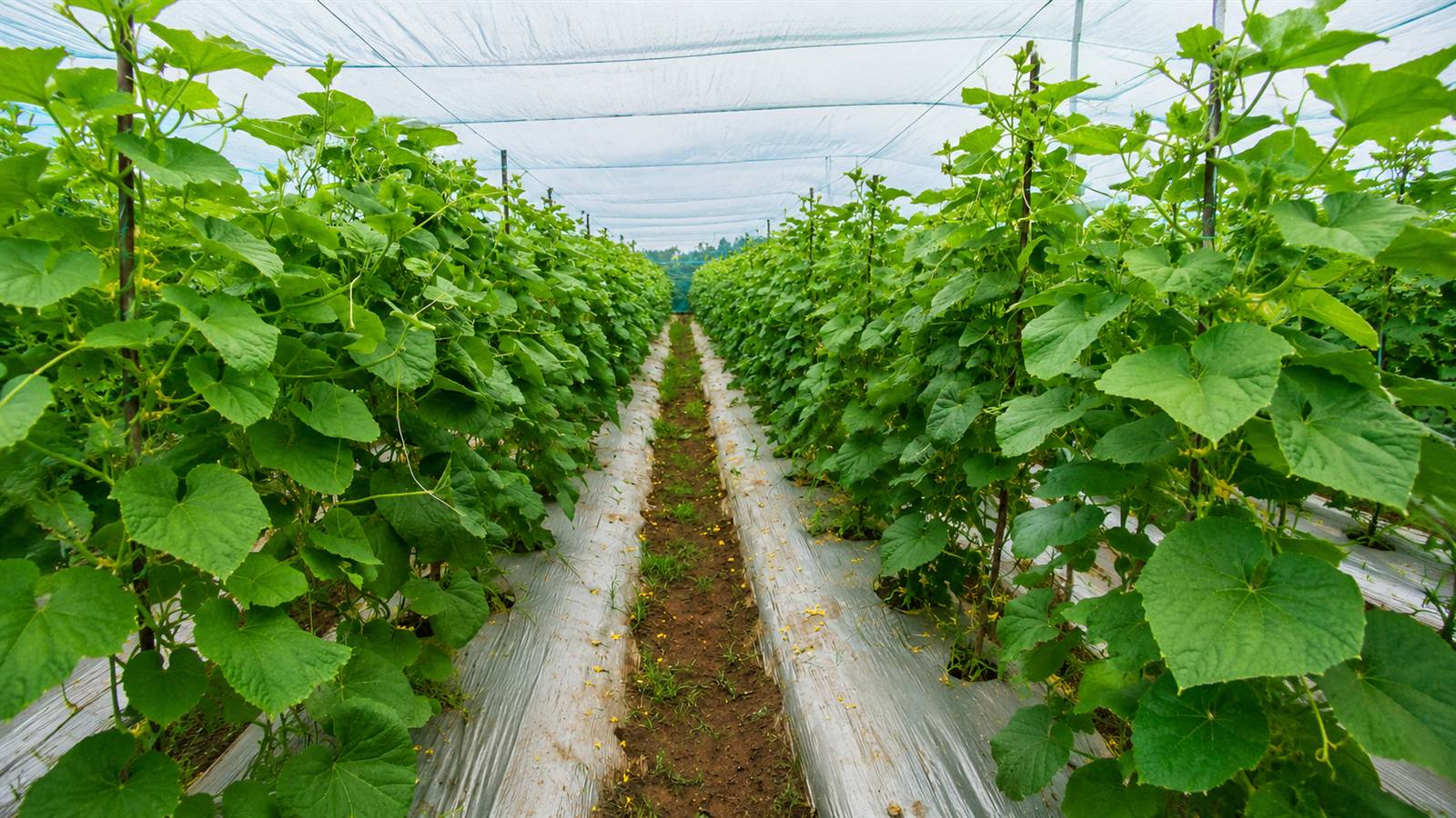 Gourd vines growing on trellis rows
