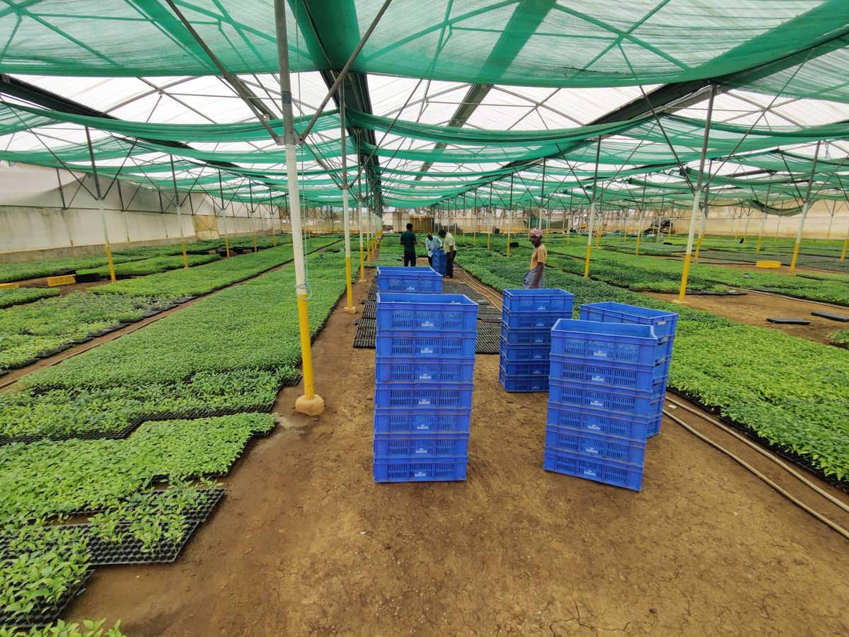 ISIRI Seeds Production