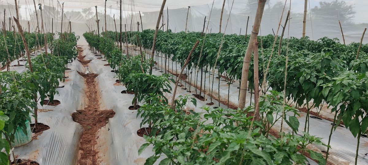 ISIRI Seeds Production