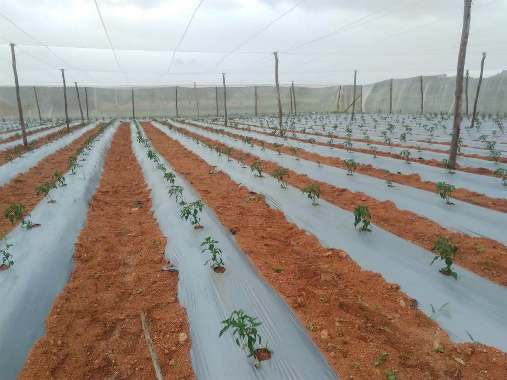 ISIRI Seeds Production